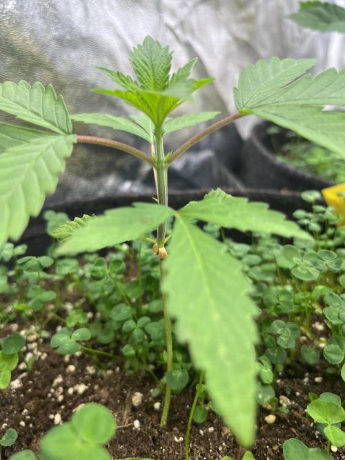 Brain Damage. Week 3