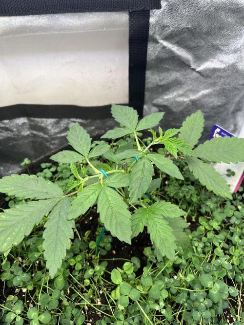 White Truffle. Week 4