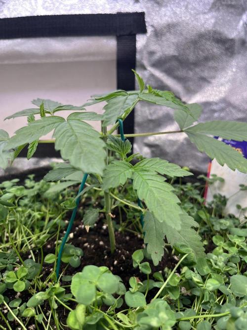 White Truffle. Week 4