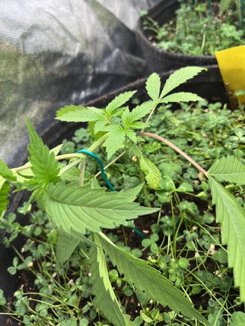 Brain Damage. Week 4