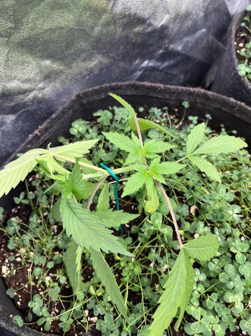 Brain Damage. Week 4