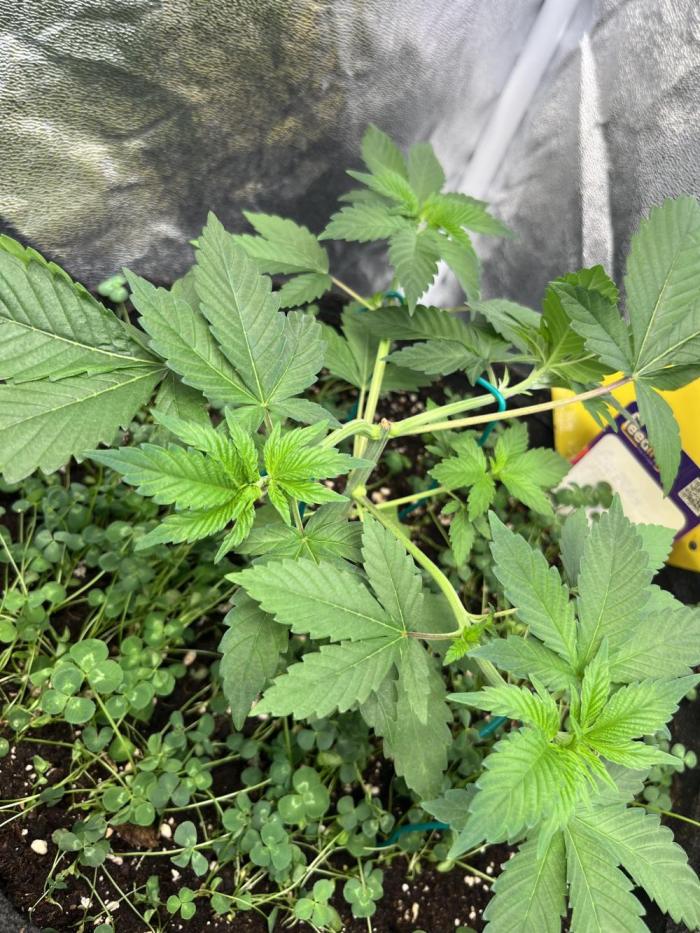 Frozen Cherry Runtz. Week 4