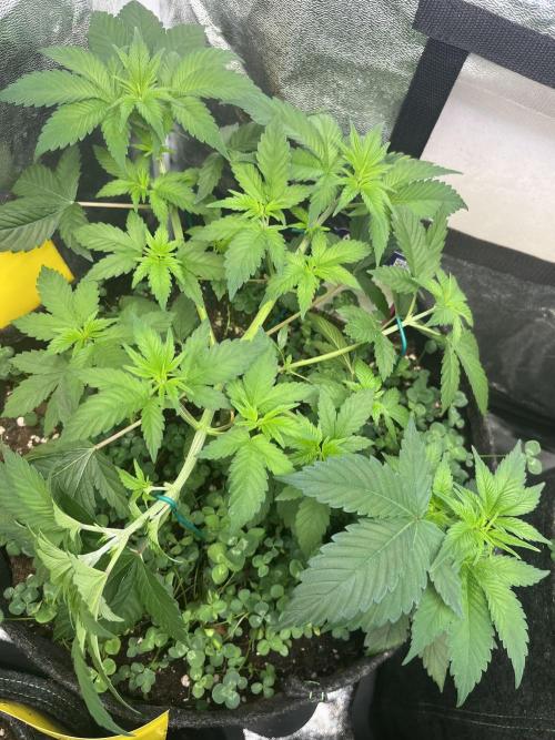 Frozen Cherry Runtz. Week 5