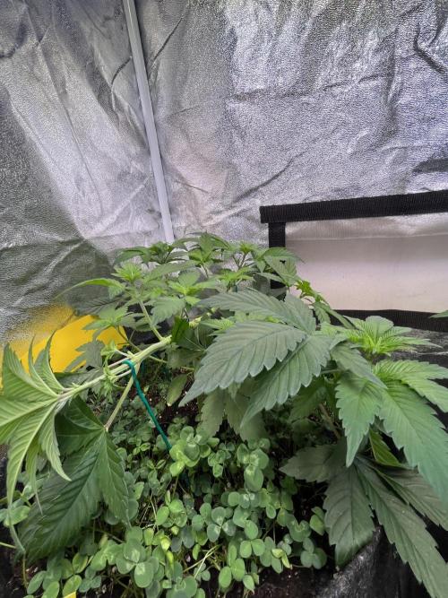 Frozen Cherry Runtz. Week 5