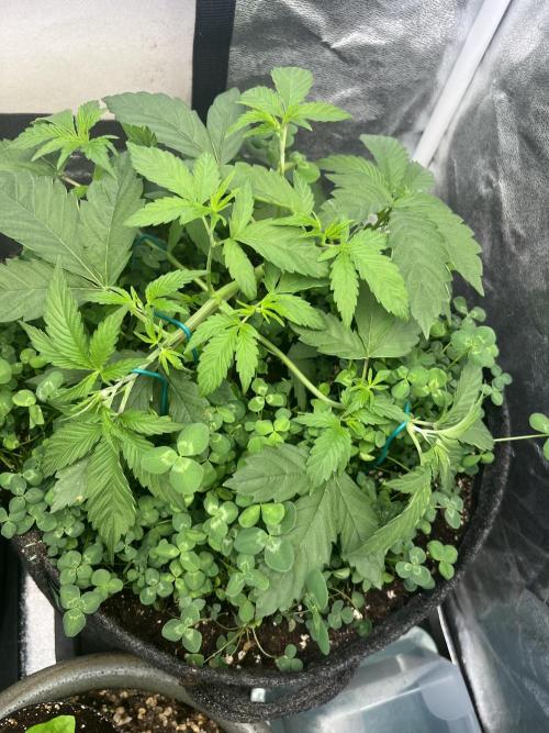 White Truffle. Week 5