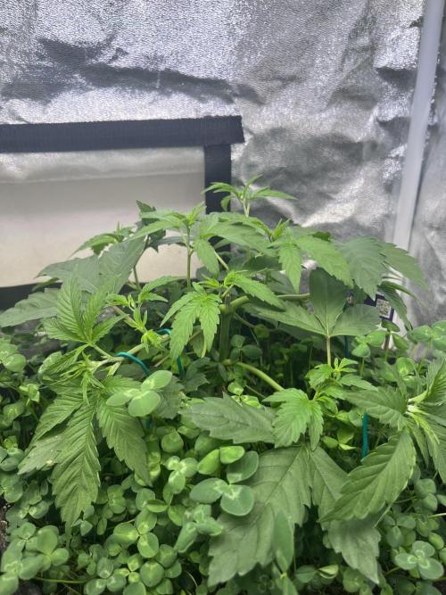 White Truffle. Week 5