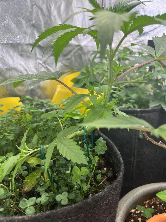 Brain Damage. Week 5