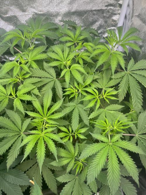 White Truffle. Week 7