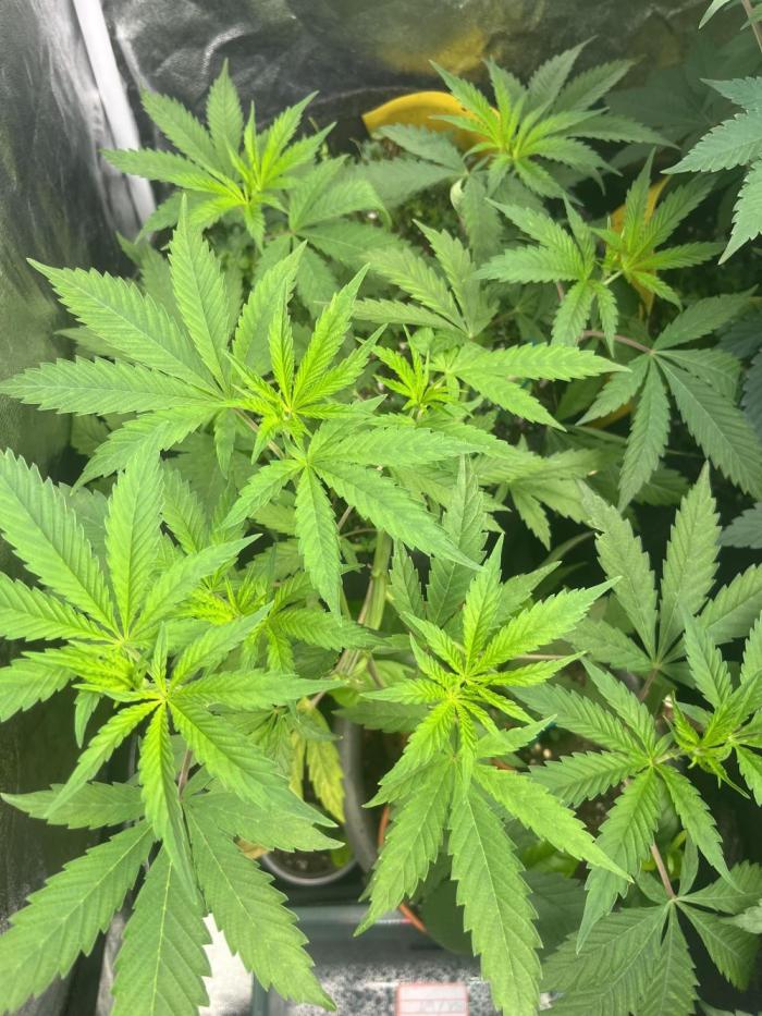 Brain Damage. Week 7