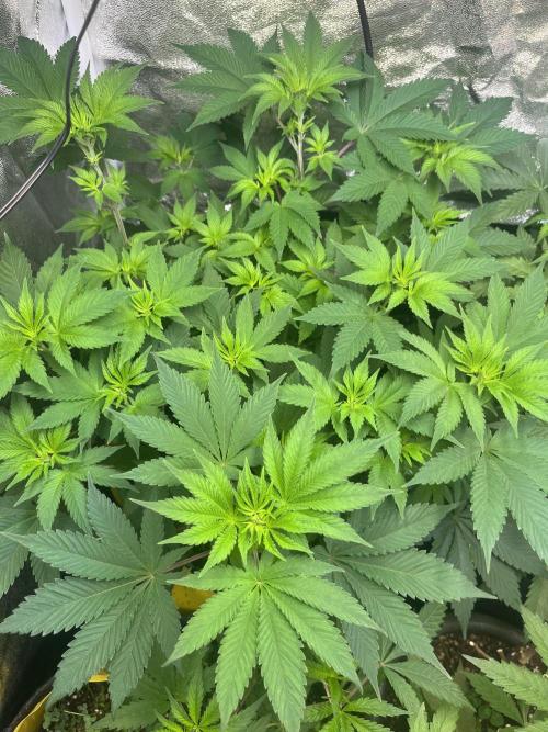 Frozen Cherry Runtz. Week 7