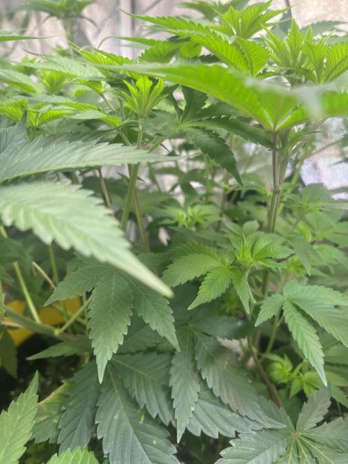 Frozen Cherry Runtz. Week 7