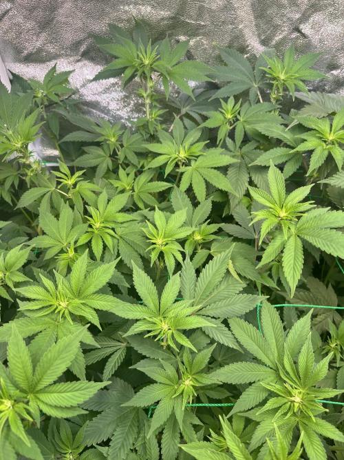 Frozen Cherry Runtz. Week 8