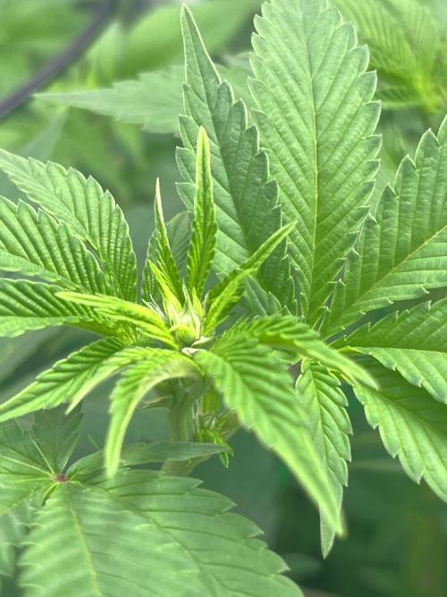 Frozen Cherry Runtz. Week 8