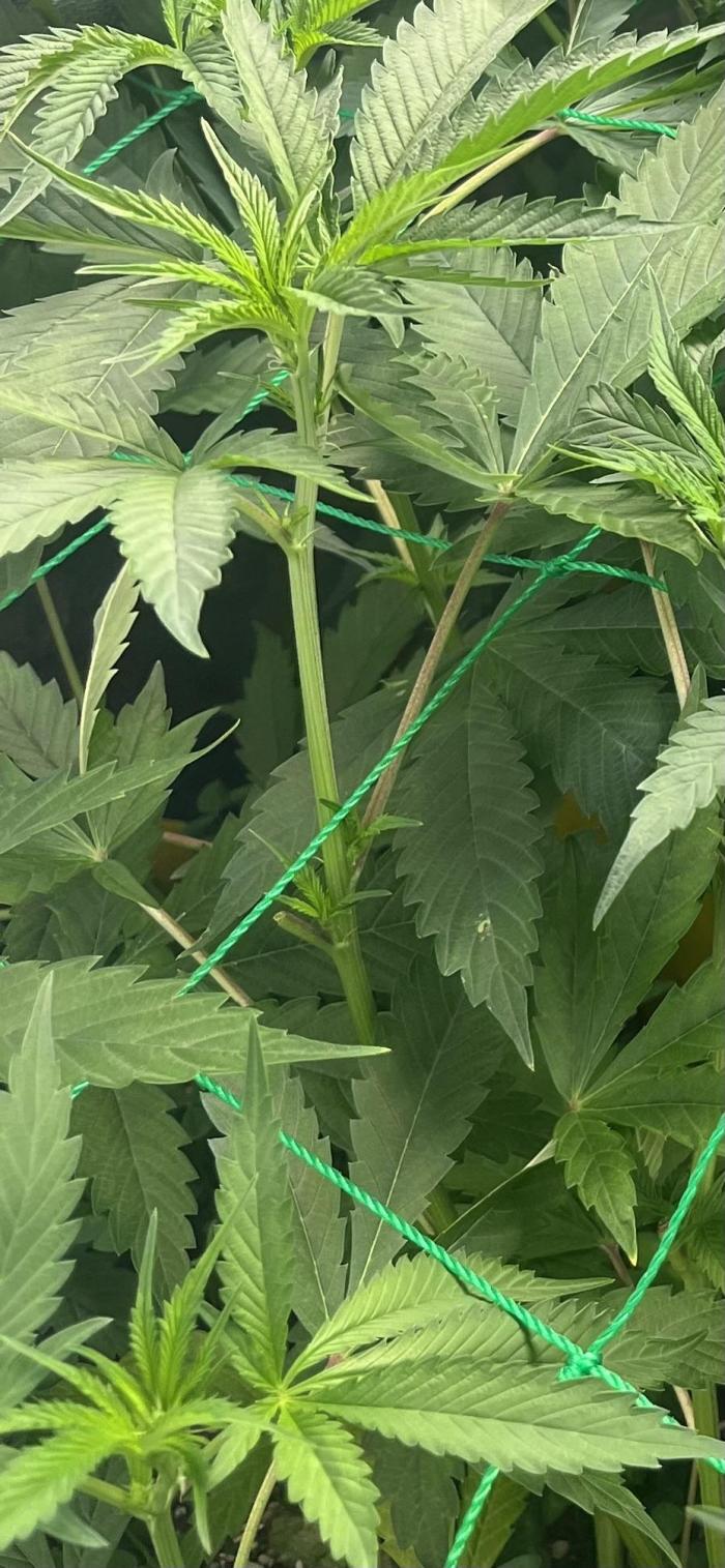 Brain Damage. Week 8