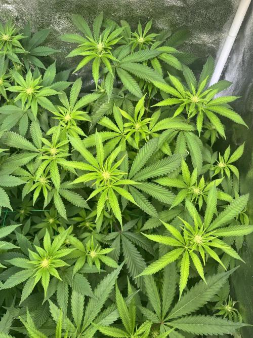 White Truffle. Week 9