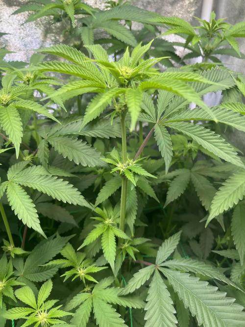 White Truffle. Week 9