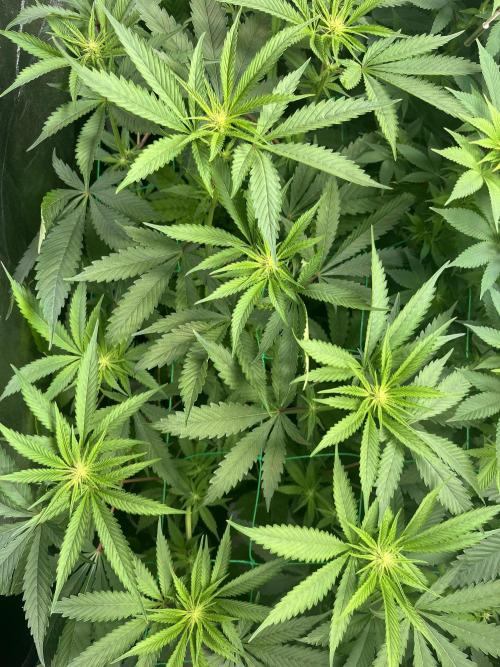 Brain Damage. Week 9