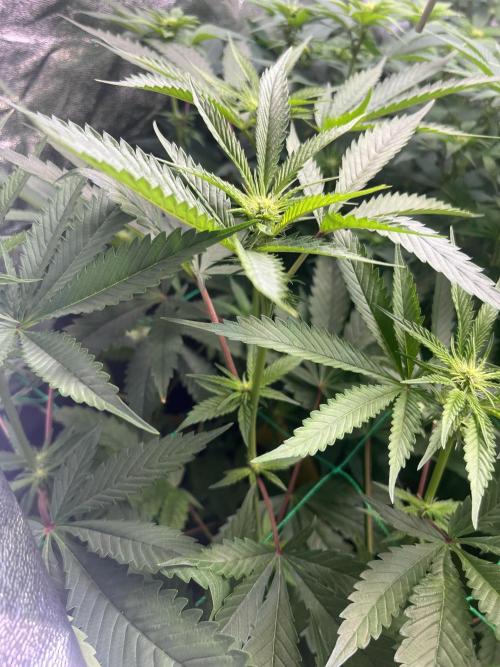 Brain Damage. Week 9