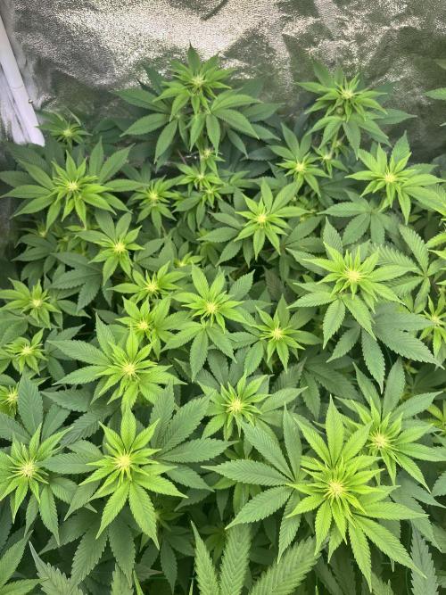 Frozen Cherry Runtz. Week 9