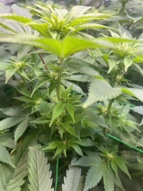 Frozen Cherry Runtz. Week 9