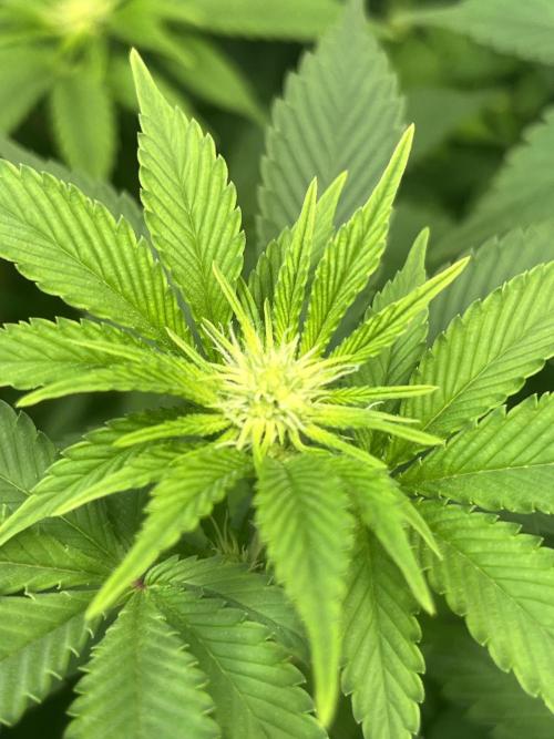 Frozen Cherry Runtz. Week 9