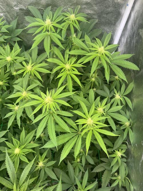 White Truffle. Week 10