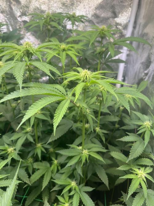 White Truffle. Week 10