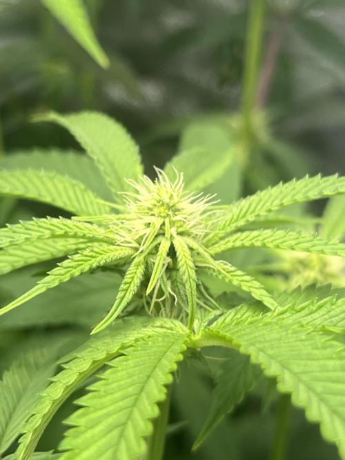 White Truffle. Week 10