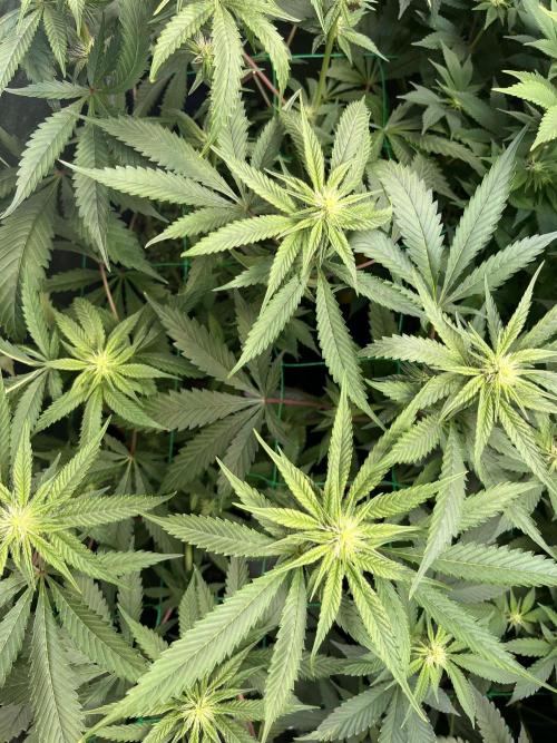 Brain Damage. Week 10