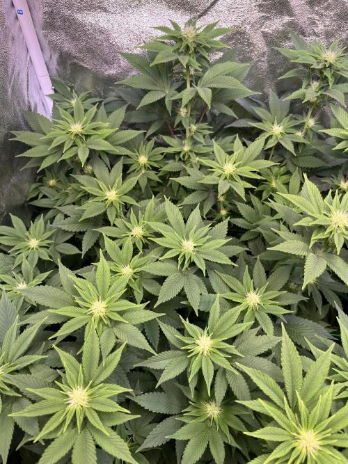 Frozen Cherry Runtz. Week 10