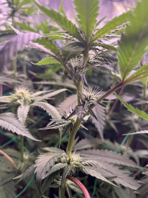 Frozen Cherry Runtz. Week 10