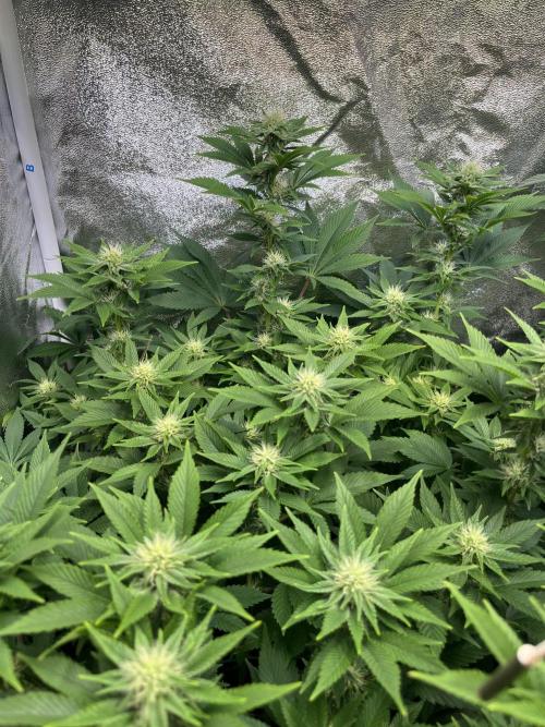 Frozen Cherry Runtz. Week 11