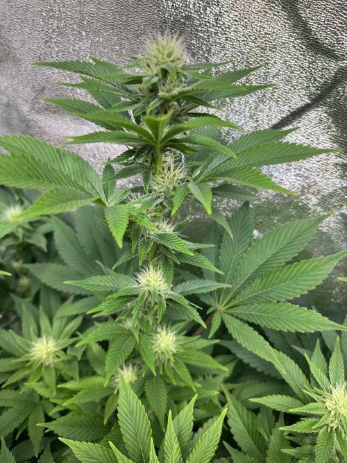 Frozen Cherry Runtz. Week 11