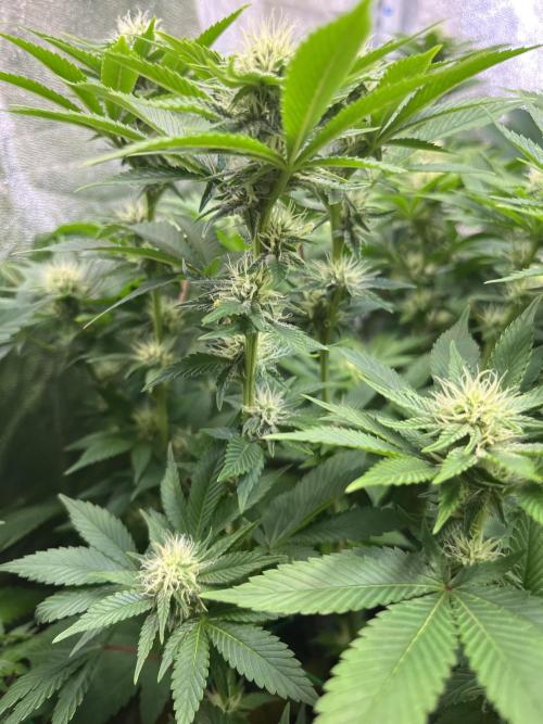 Frozen Cherry Runtz. Week 11