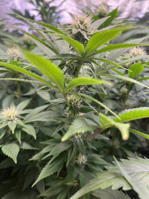 White Truffle. Week 11