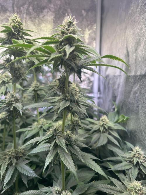 White Truffle. Week 12