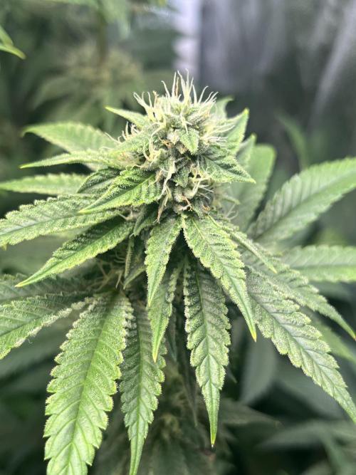 White Truffle. Week 12