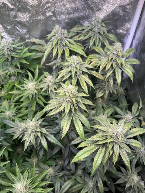 White Truffle. Week 13