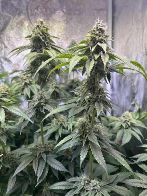 White Truffle. Week 13