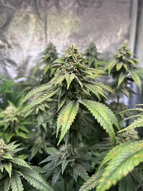 White Truffle. Week 13