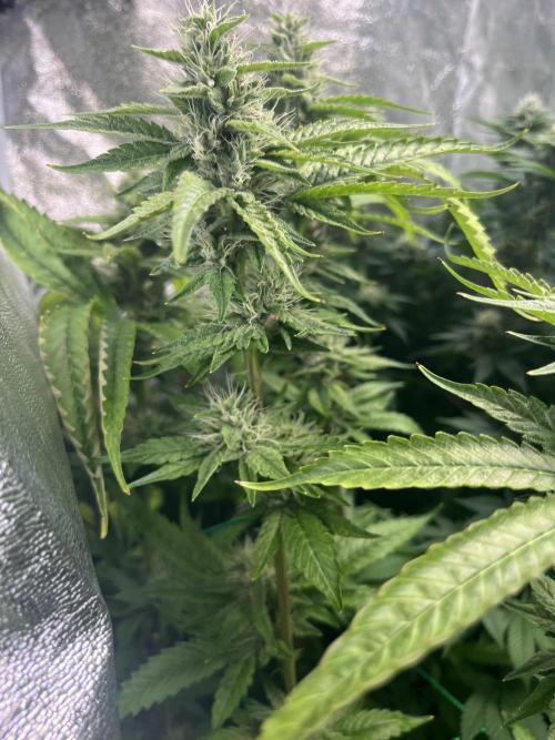 Brain Damage. Week 12