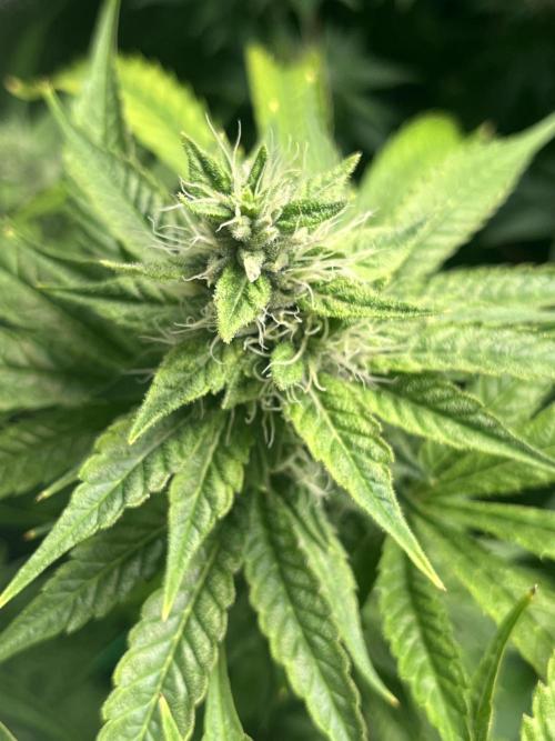 Brain Damage. Week 12