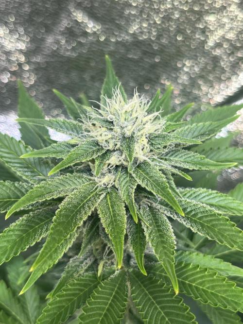 Frozen Cherry Runtz. Week 12