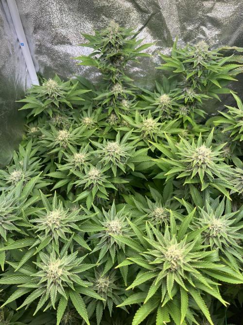 Frozen Cherry Runtz. Week 13