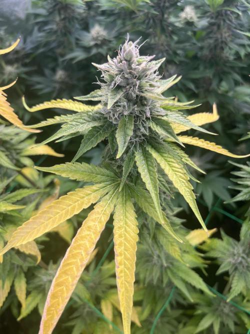 Brain Damage. Week 13