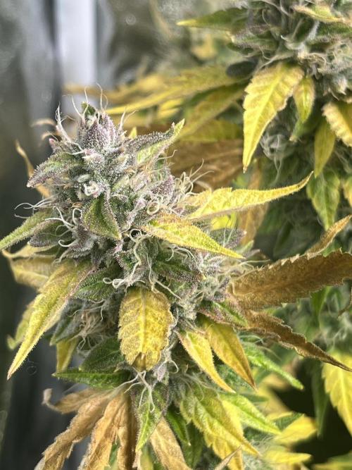 Brain Damage. Week 14