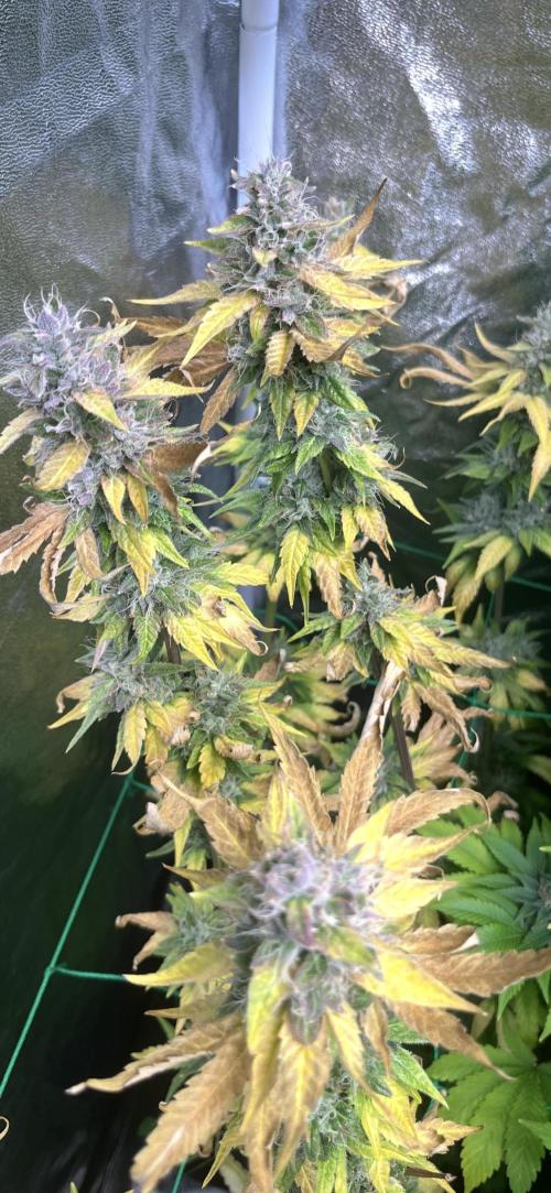 Brain Damage. Week 14