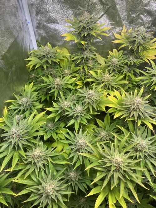 Frozen Cherry Runtz. Week 14