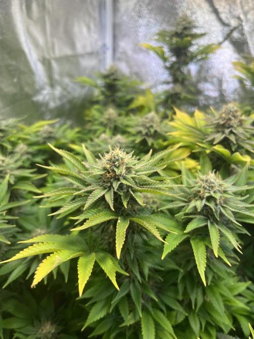 Frozen Cherry Runtz. Week 14