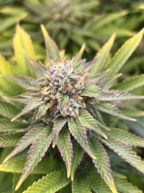 Frozen Cherry Runtz. Week 14